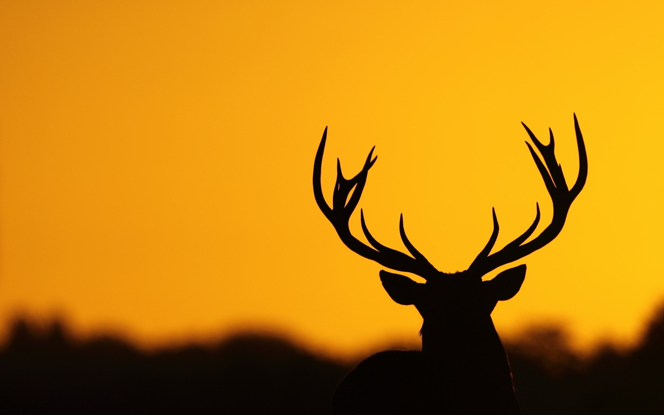 Deer Wallpapers Android Apps on Google Play