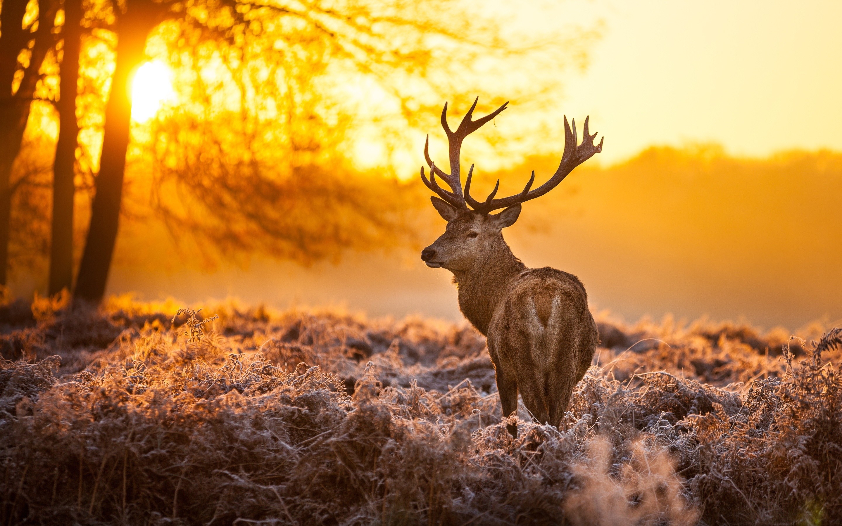 Gallery For e Deer Wallpapers HD Wallpapers Pinterest Deer pics, Deer wallpaper and Wallpaper