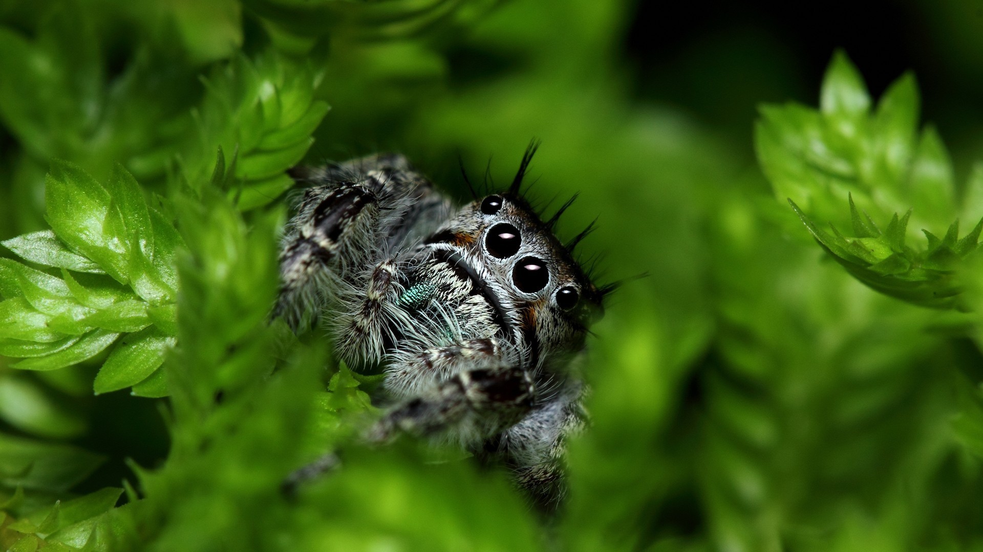 Spider Wallpaper Scary Themes