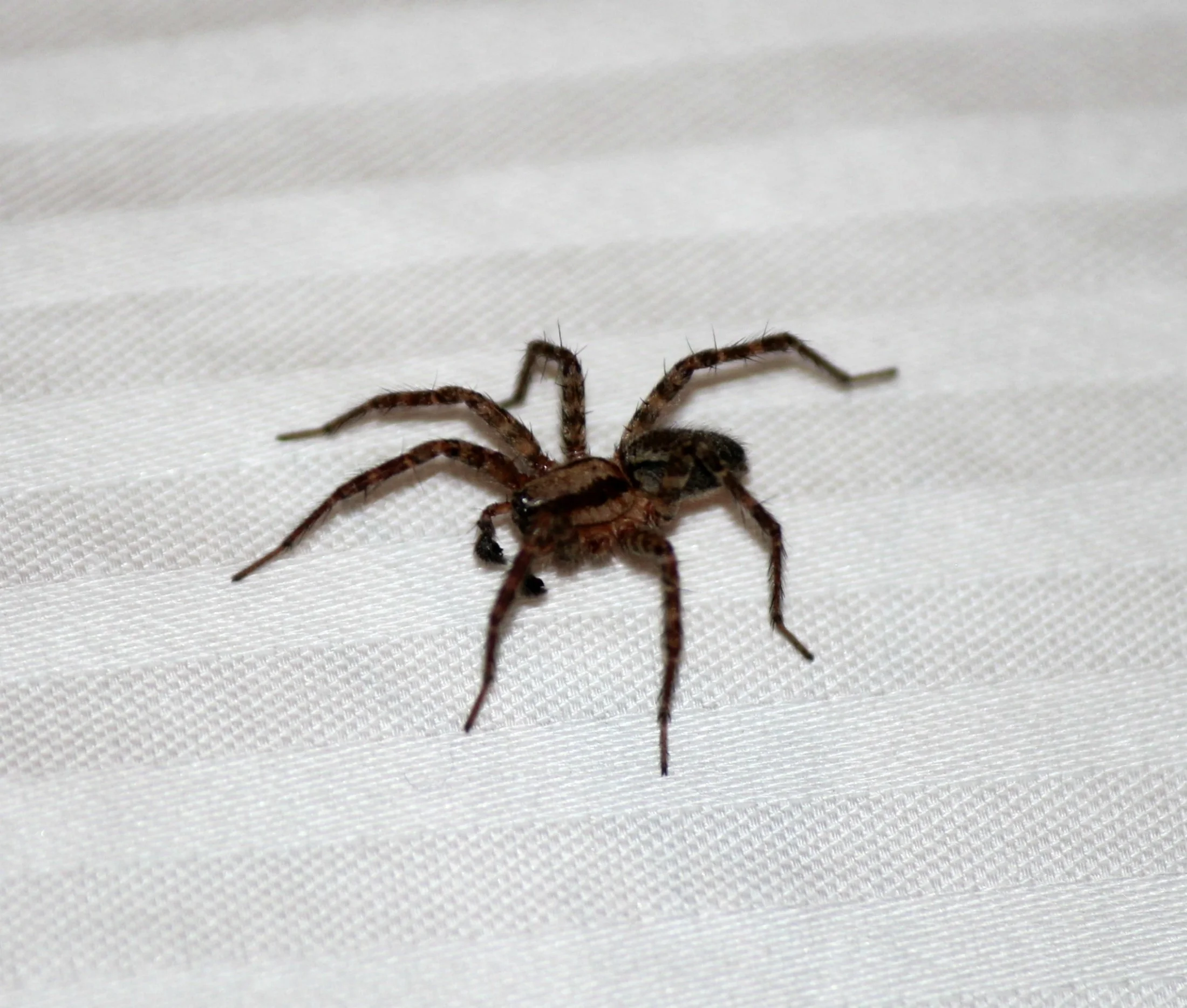 brown and black huntsman spider