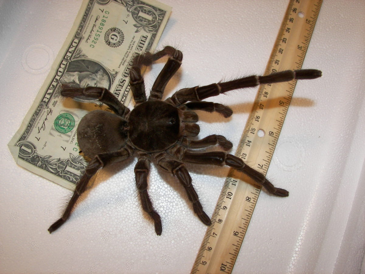 Goliath Birdeater Spider – Theraphosa blondi – Photo by Snakecollector
