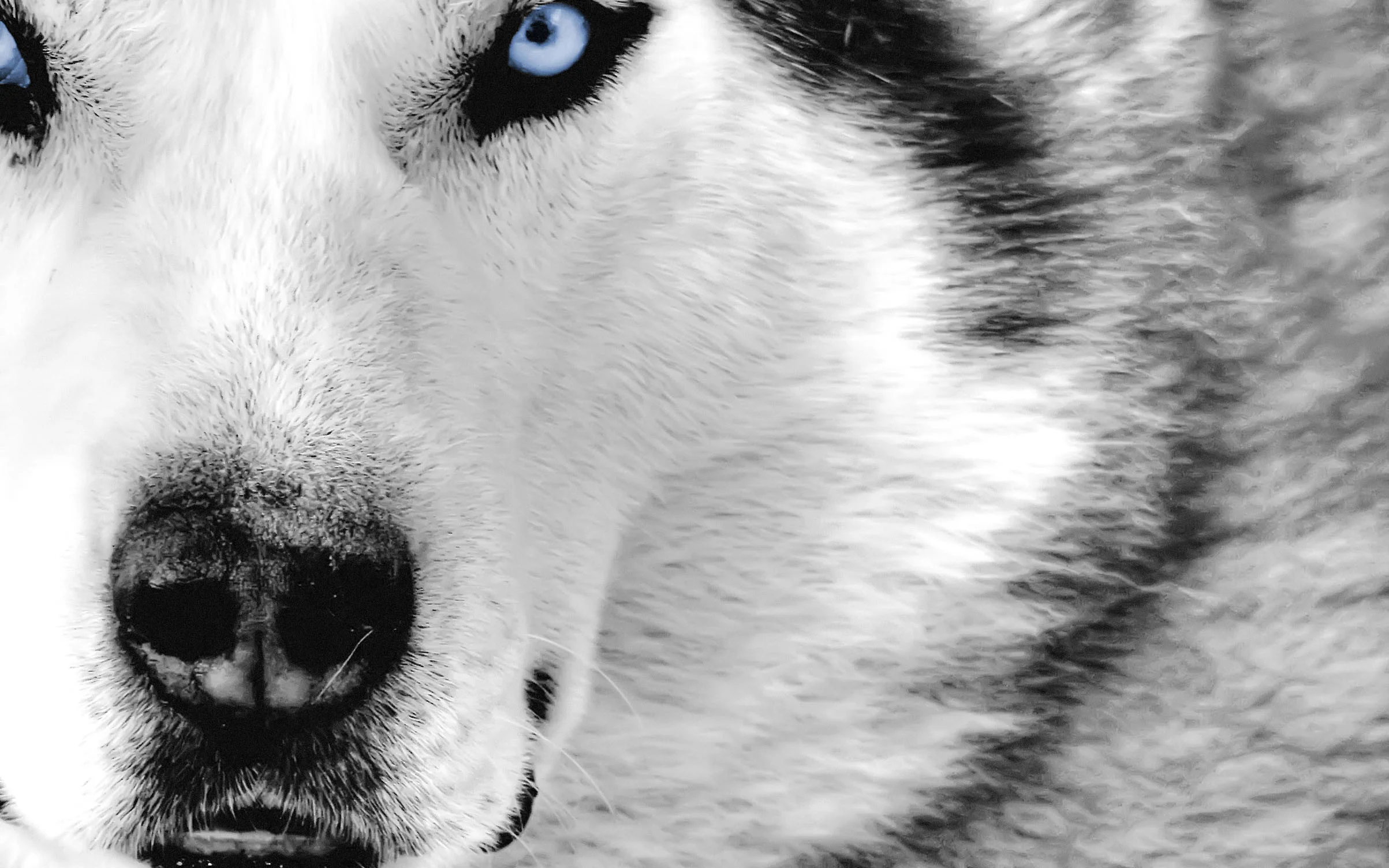 Wolf, Hd Animal Wallpapers, Pet Love, Cool Animals, Desktop Images, Wild