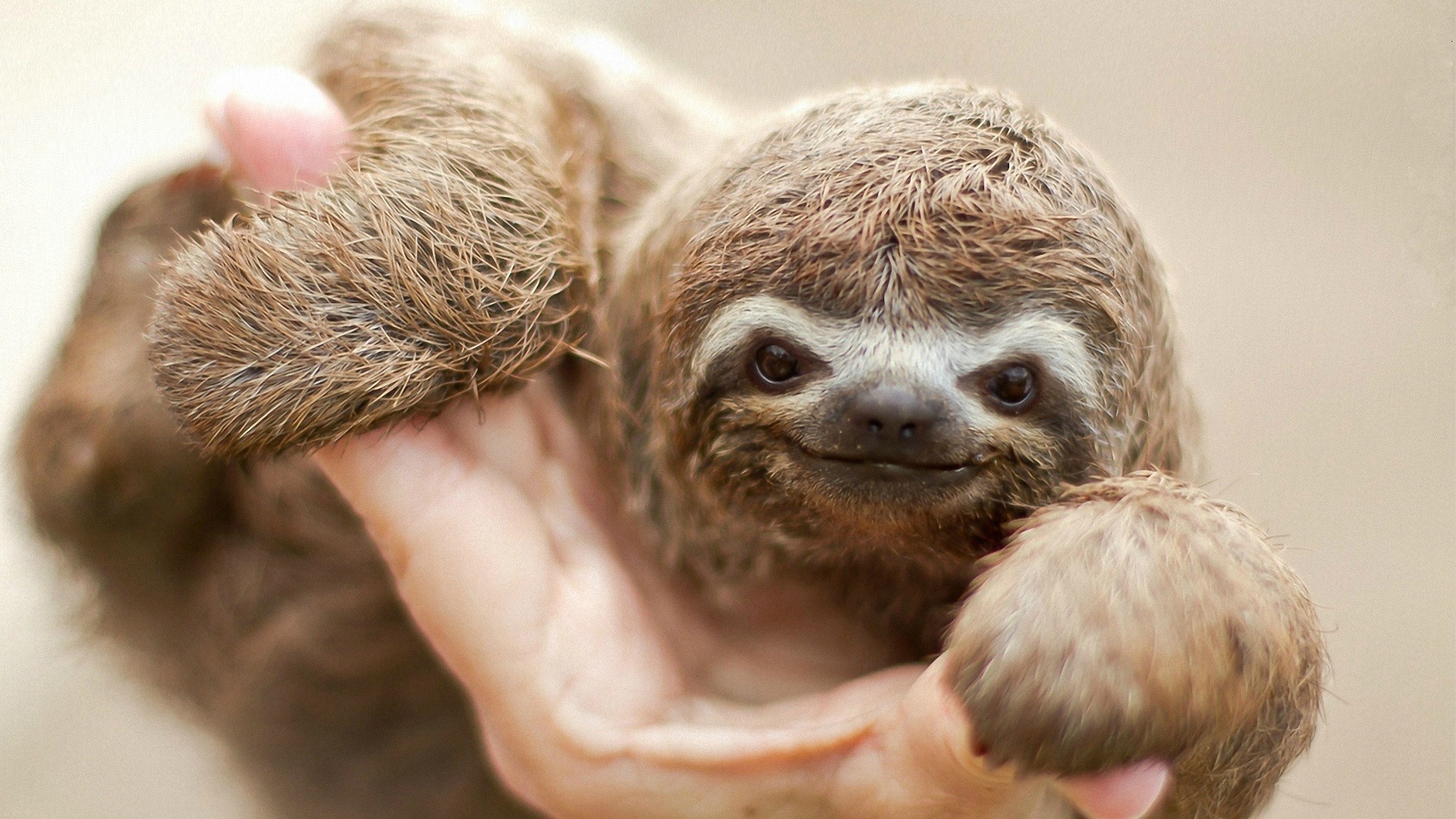 Baby sloth – Sloths Photo 36191129 – Fanpop fanclubs