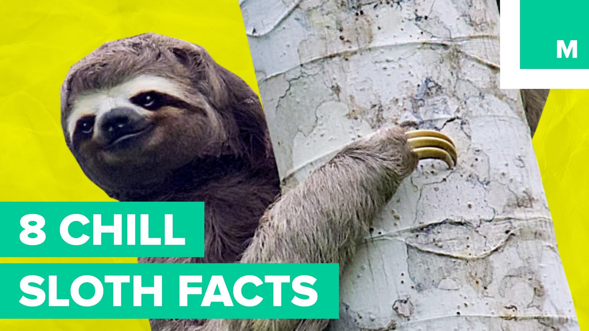 8 Chill Sloth Facts Fuzzy Friday
