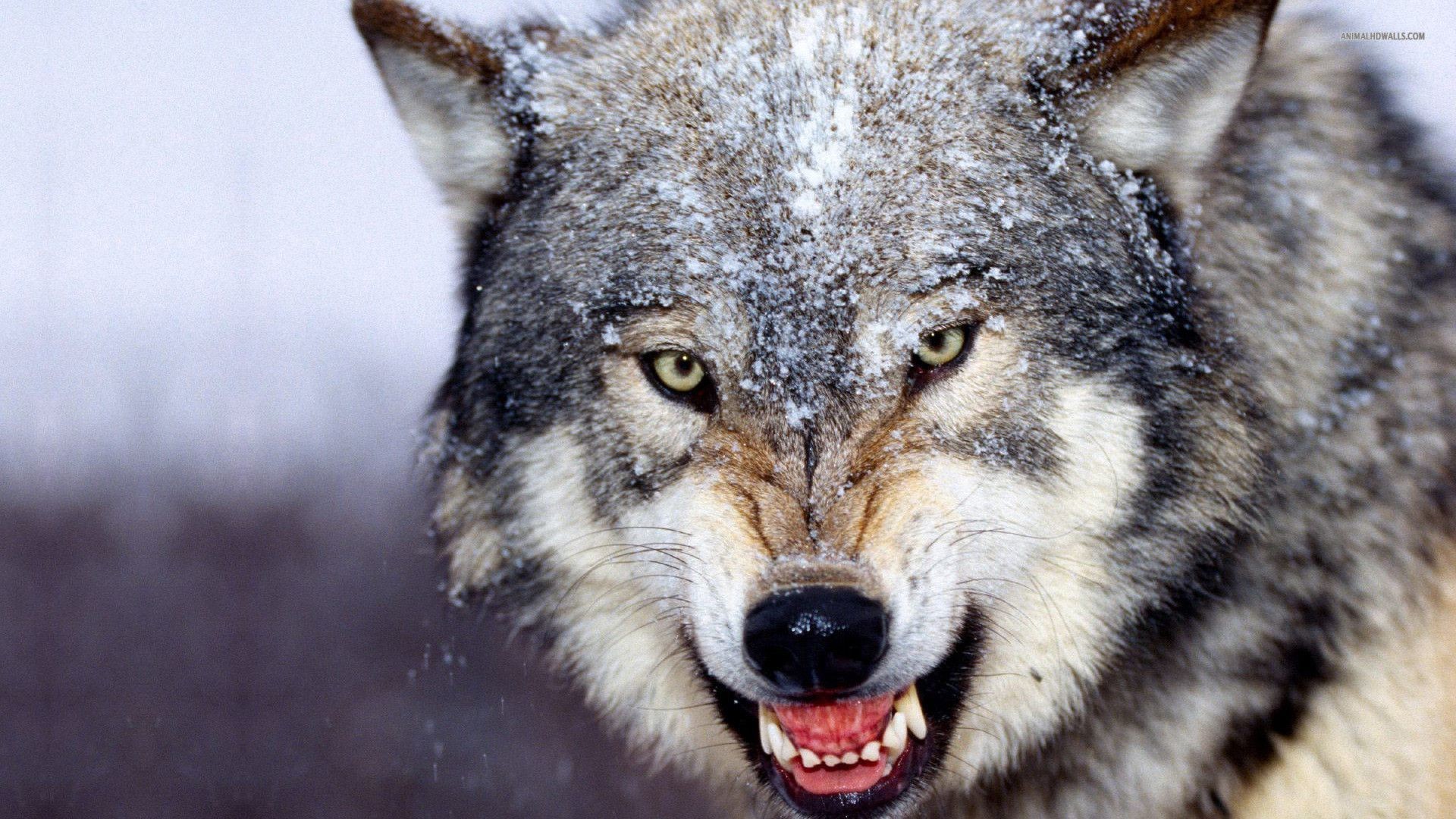 Wolfpack in Winter predator northern Lights snow painting wolf wolves  HD wallpaper  Peakpx