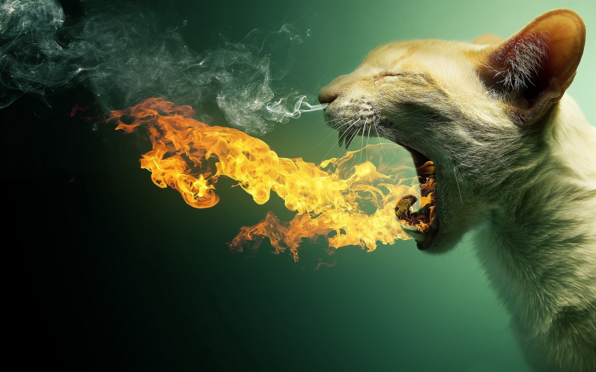 Funny Cat Fire Wallpaper Animal HD Free Picture #67781988828 Wallpaper