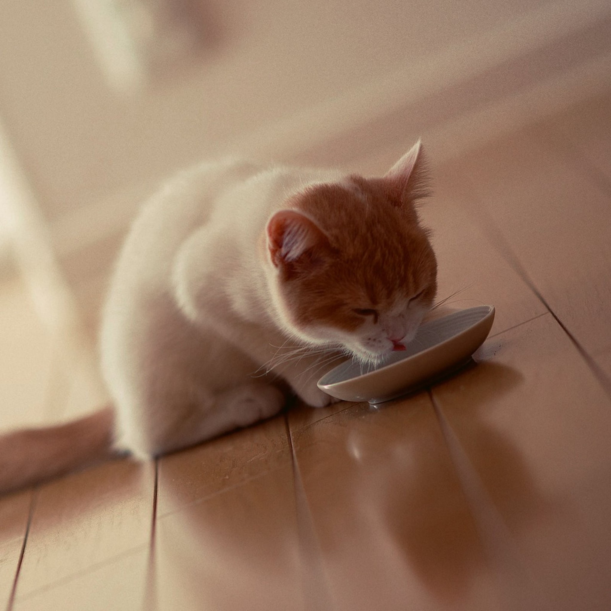 Wallpaper cat, bowl, food, cute cat, cool cat