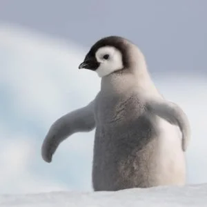 Cute Penguin Backgrounds