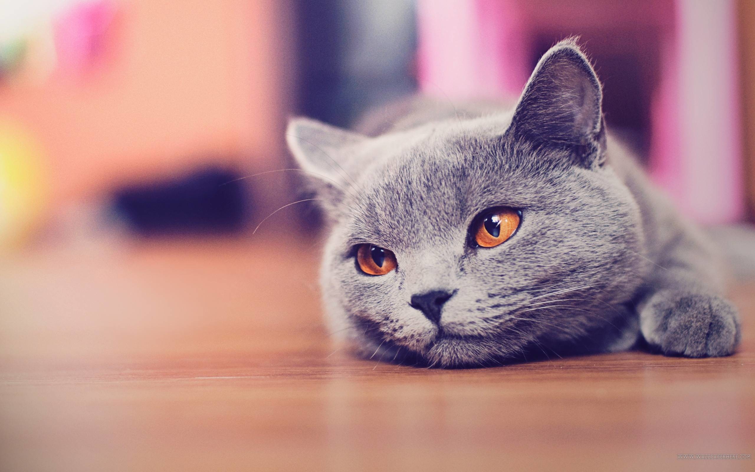 Cute Cat Desktop Wallpaper – Animals, Cute Wallpapers