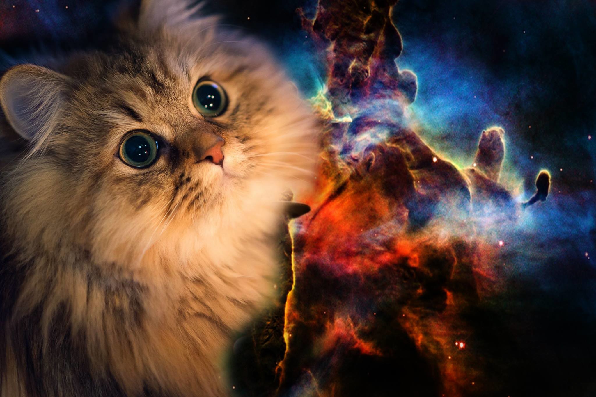 Collection of Galaxy Cat Wallpaper on HDWallpapers Galaxy cat wallpaper Wallpapers