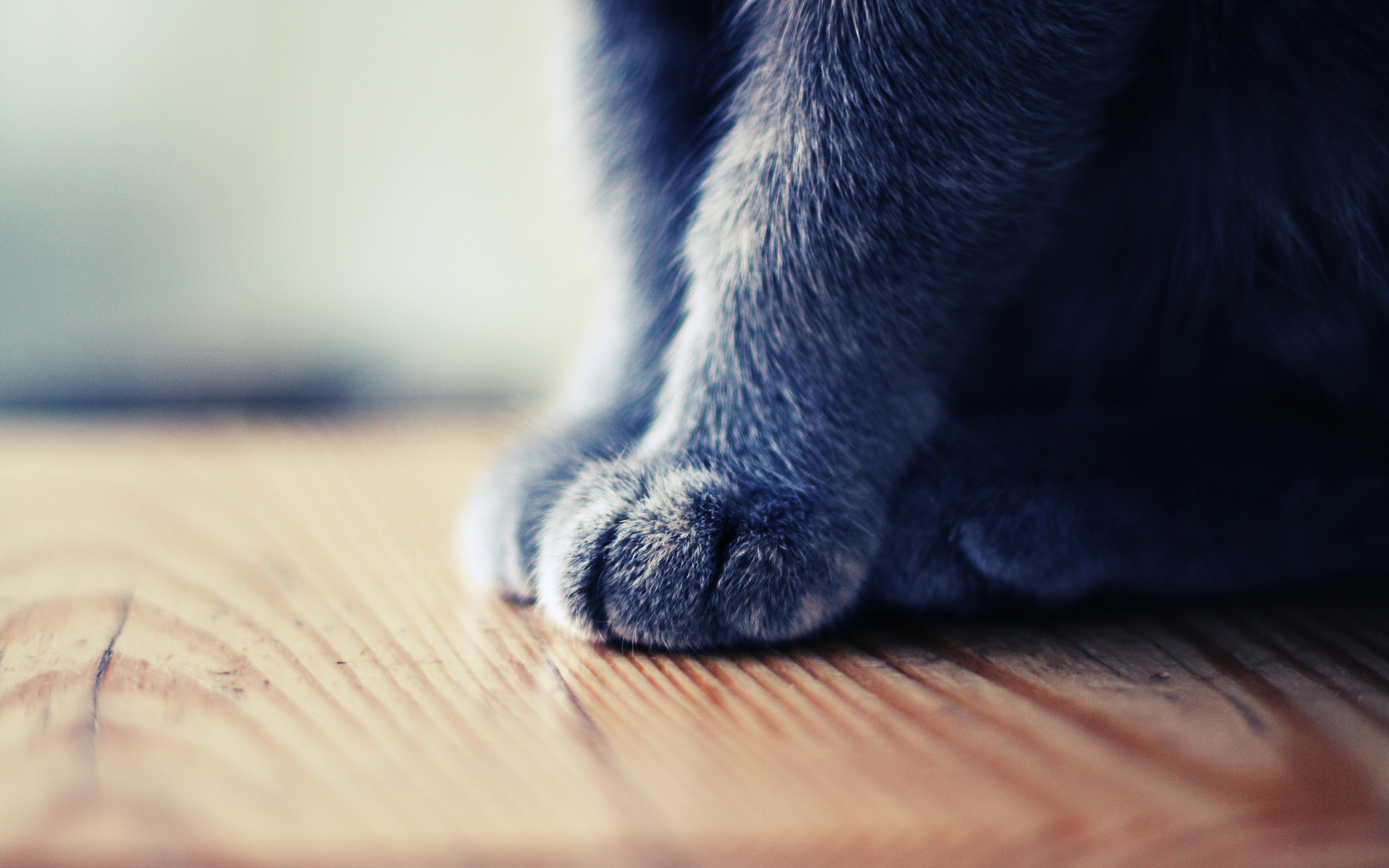 Cat Paw Wallpaper Free Just Free Wallpaper High Quality px 1.63 MB