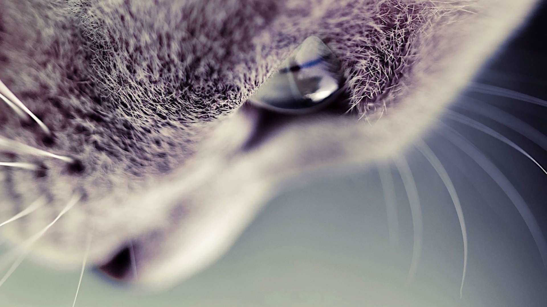 Cats HD Wallpaper – Wallpaper, High Definition, High Quality .
