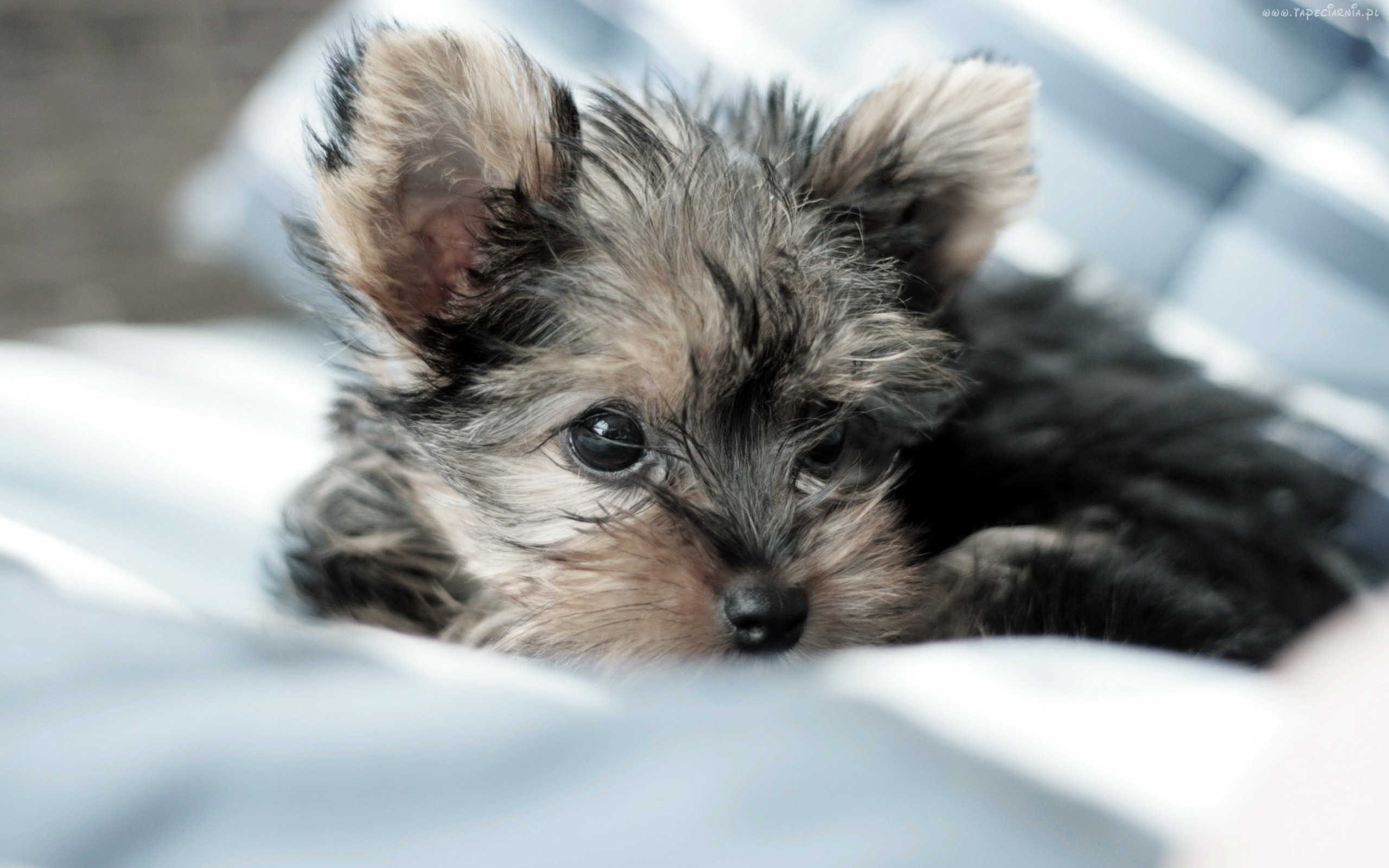 Yorkie Puppies – Wallpaper, High Definition, High Quality, Widescreen