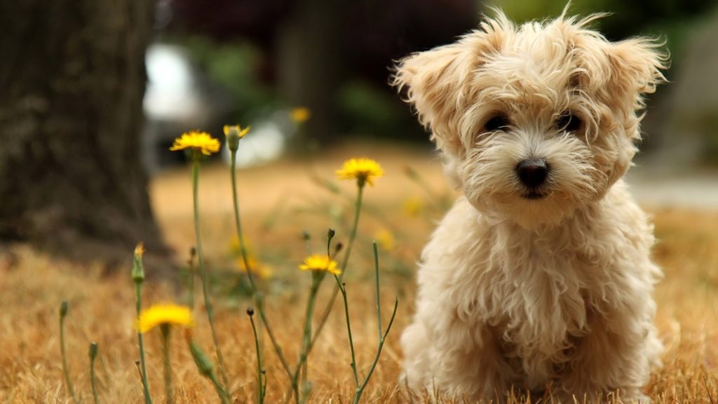 55+ Yorkie Pictures