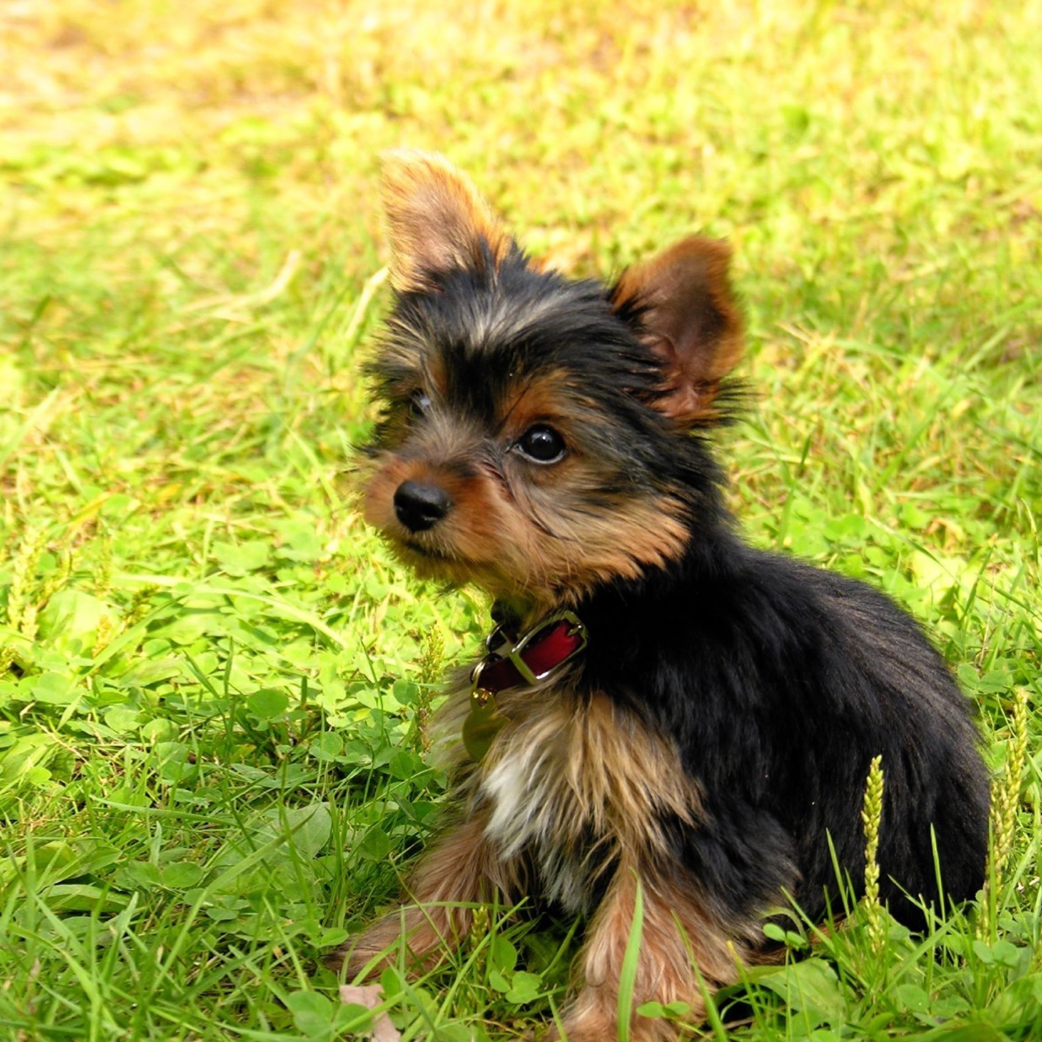 Wallpaper yorkshire terrier, puppy, baby, dog, grass
