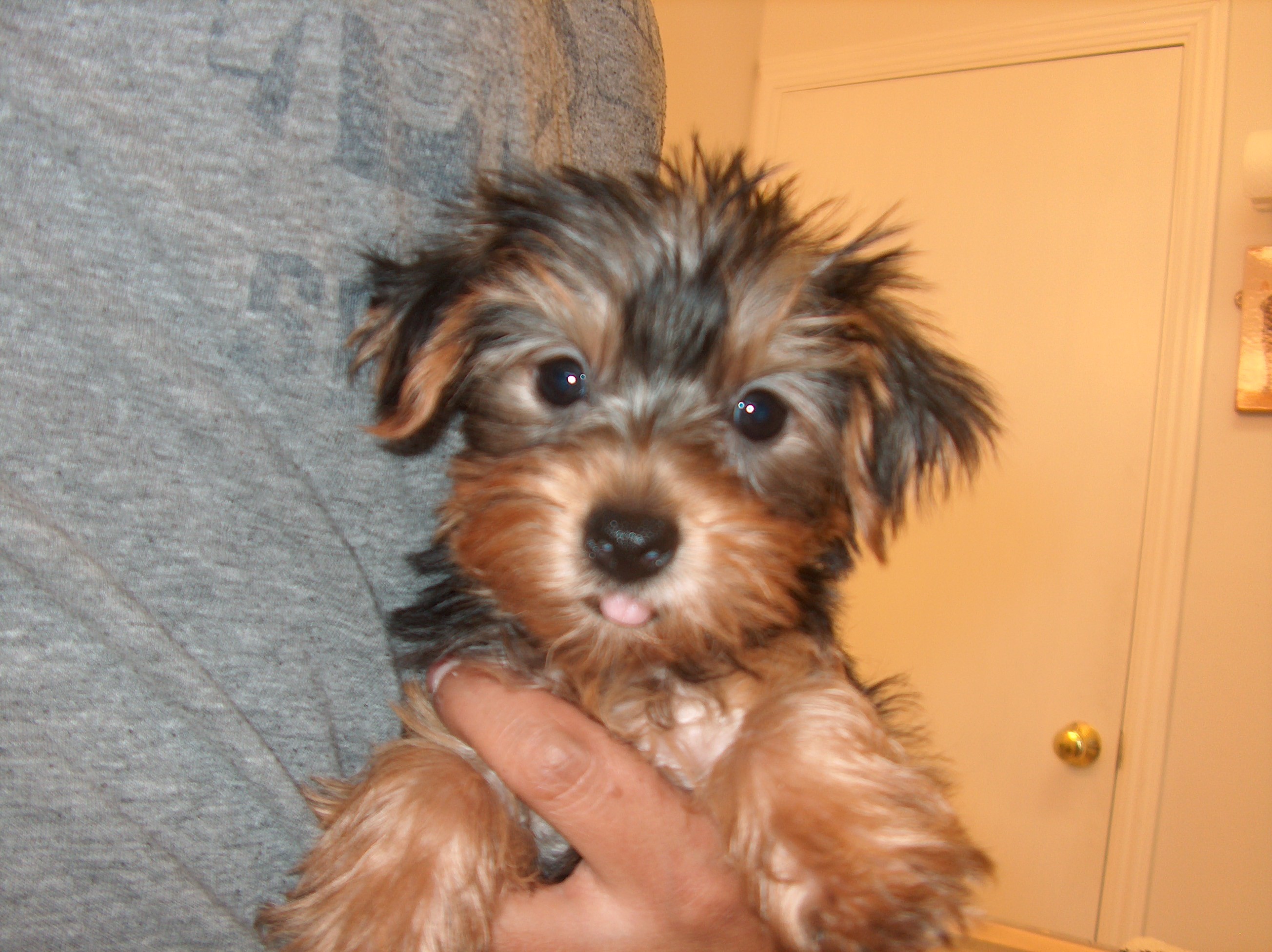 Image detail for -teacup yorkie puppy for sale