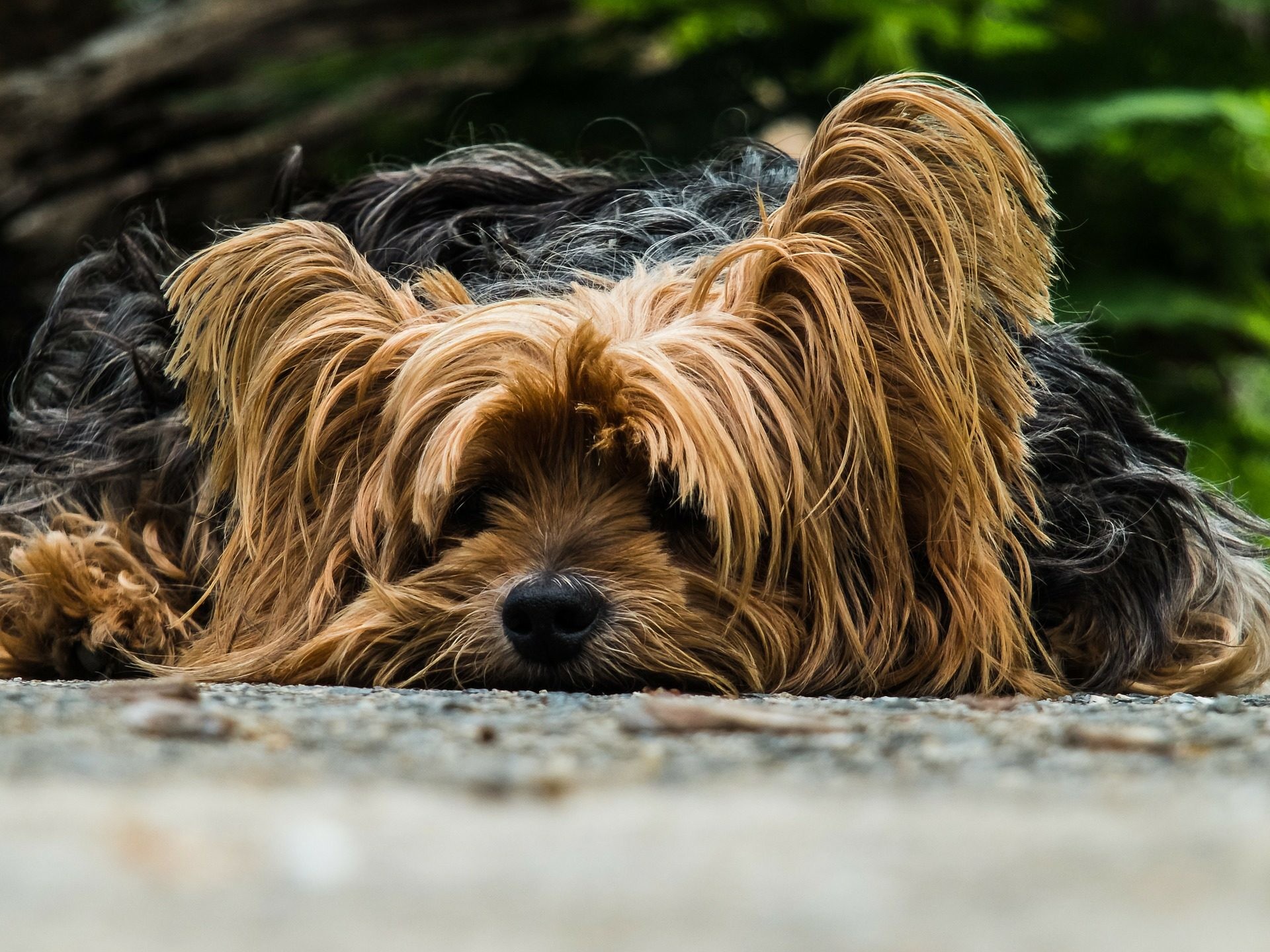 Explore Yorkie Dogs, Cute Dogs, and more