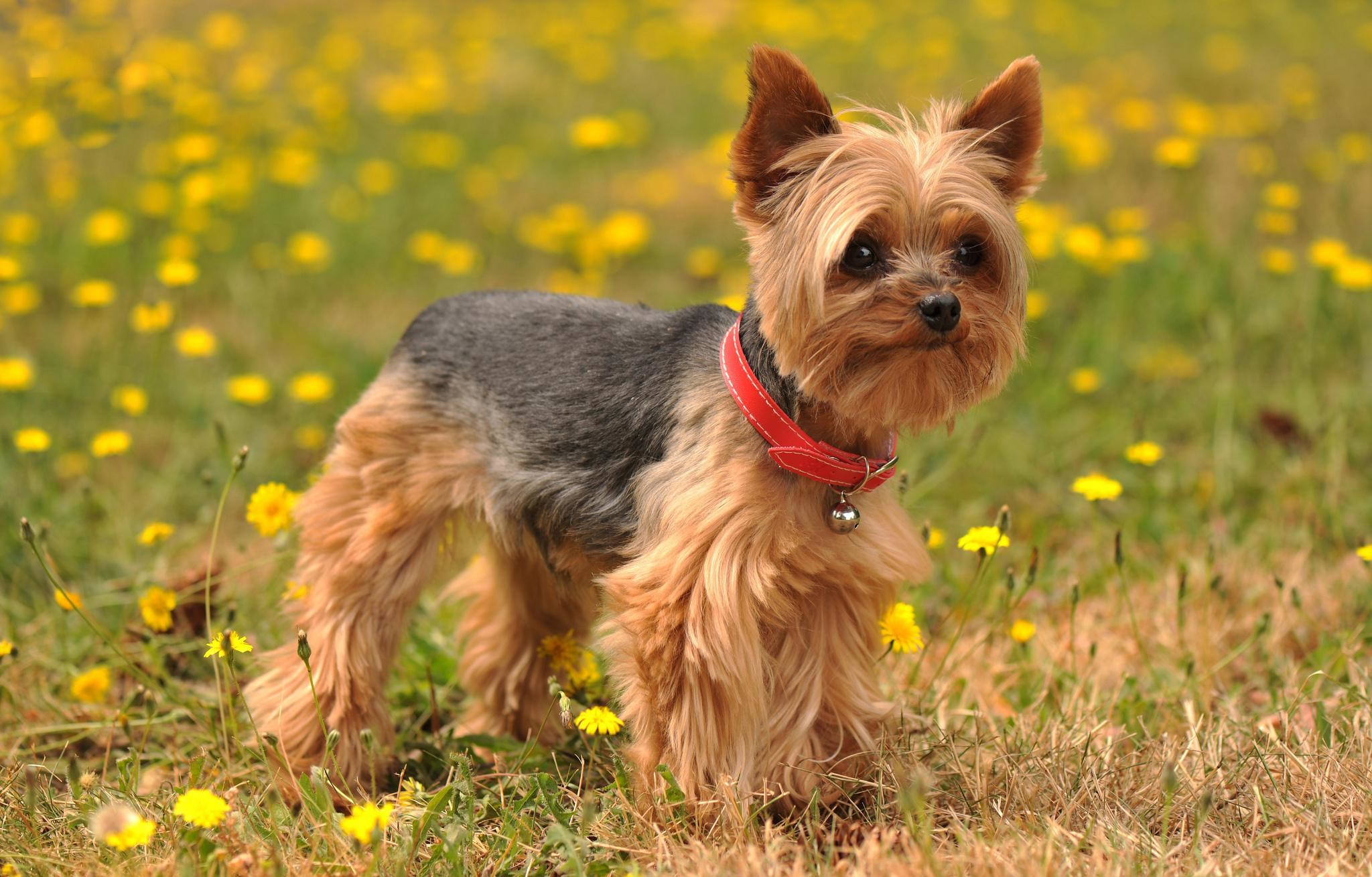 Animals Yorkshire Terrier Dog Images.Very Beautiful Yorkshire Terrier Dog Photos.Yorkshire Terrier Dog Pics Background Wallpapers Download