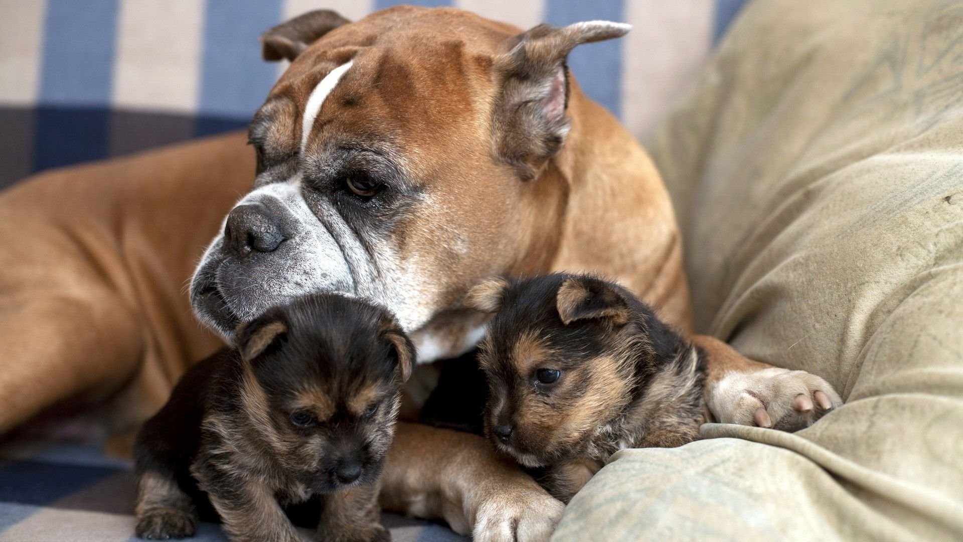 Boxer Taking Care Of Yorkie Puppies