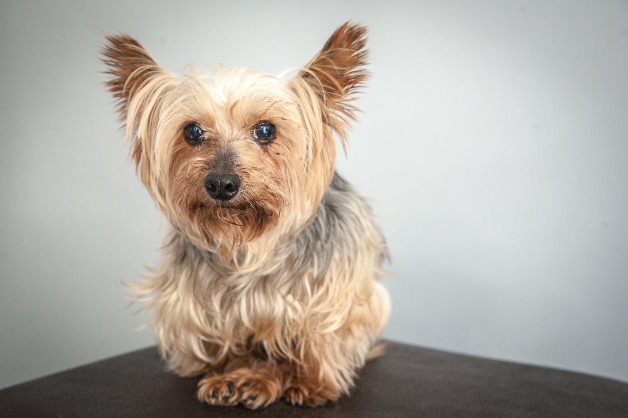 Nice Images Collection Yorkshire Terrier Desktop Wallpapers