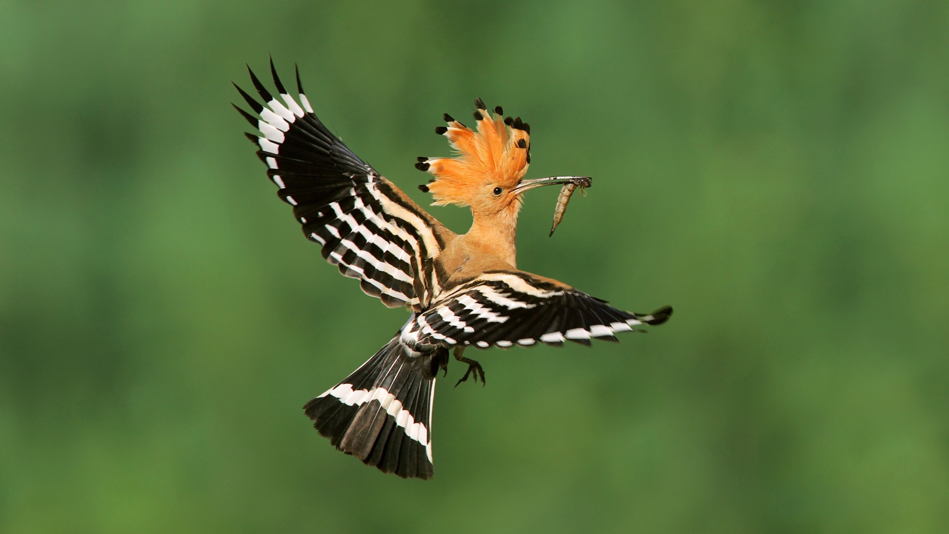 Hoopoe Wallpaper