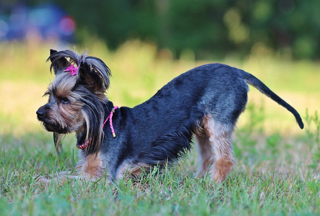 55+ Yorkie Pictures