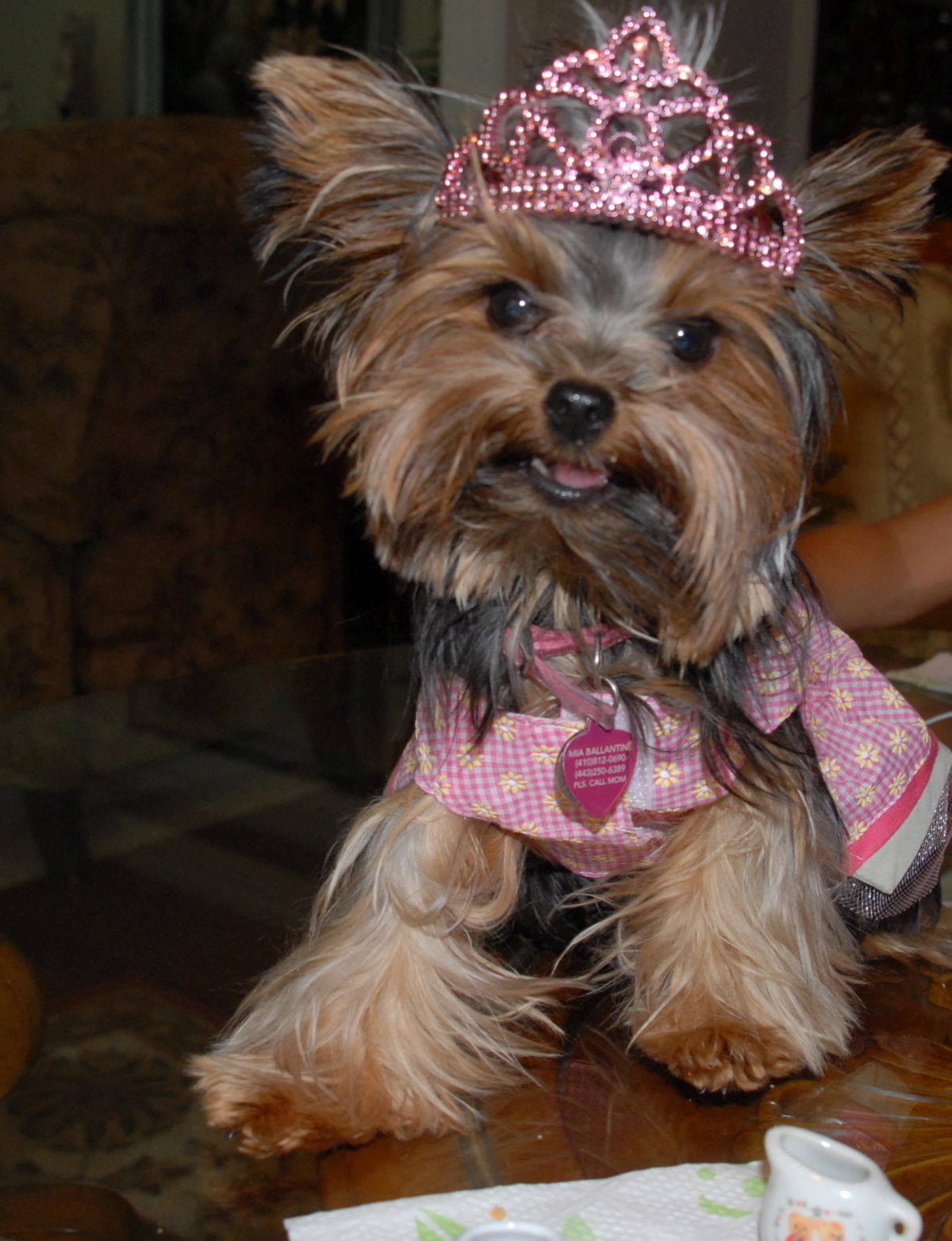 55+ Yorkie Pictures