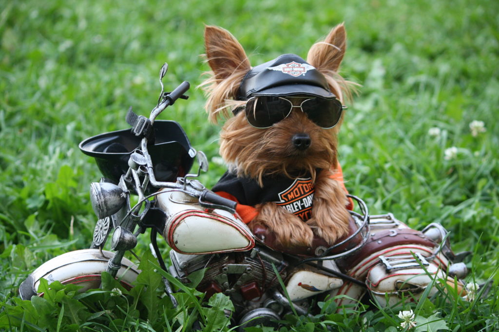 55+ Yorkie Pictures
