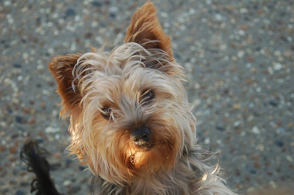55+ Yorkie Pictures