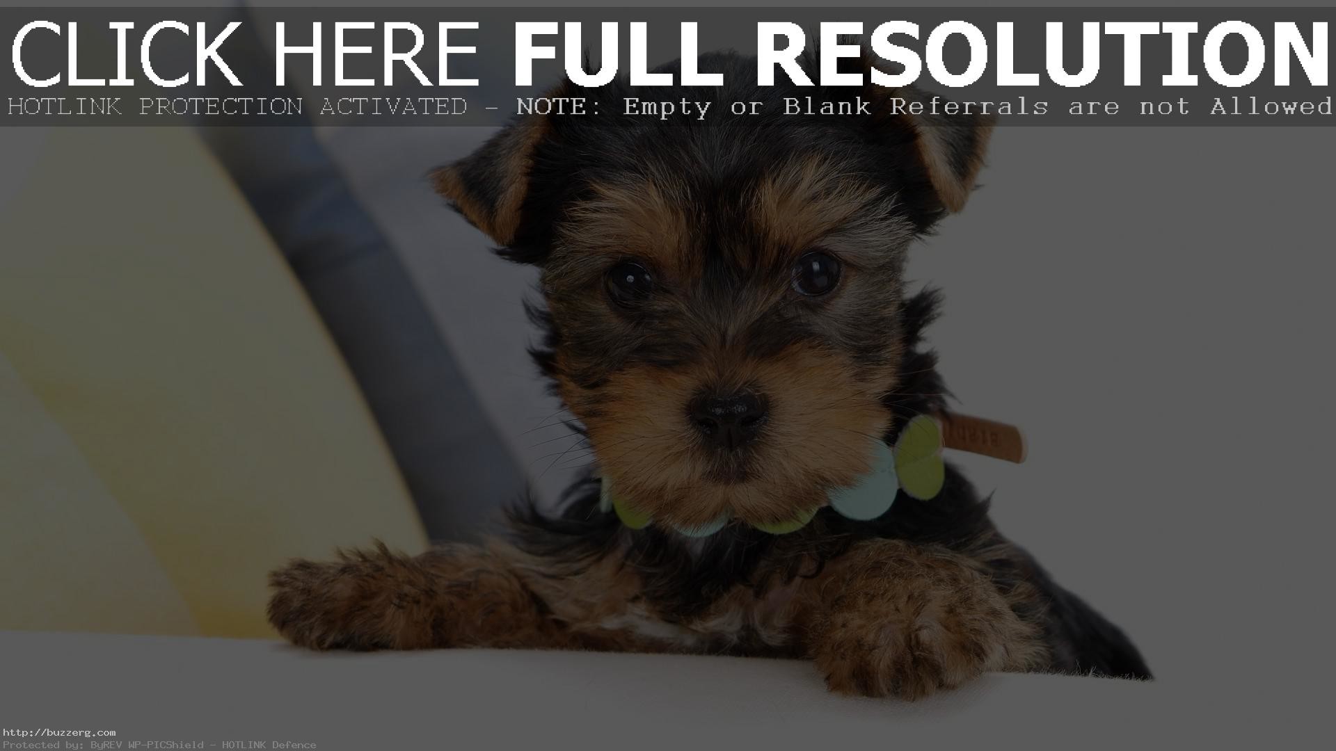 Yorkie Puppie id 124707