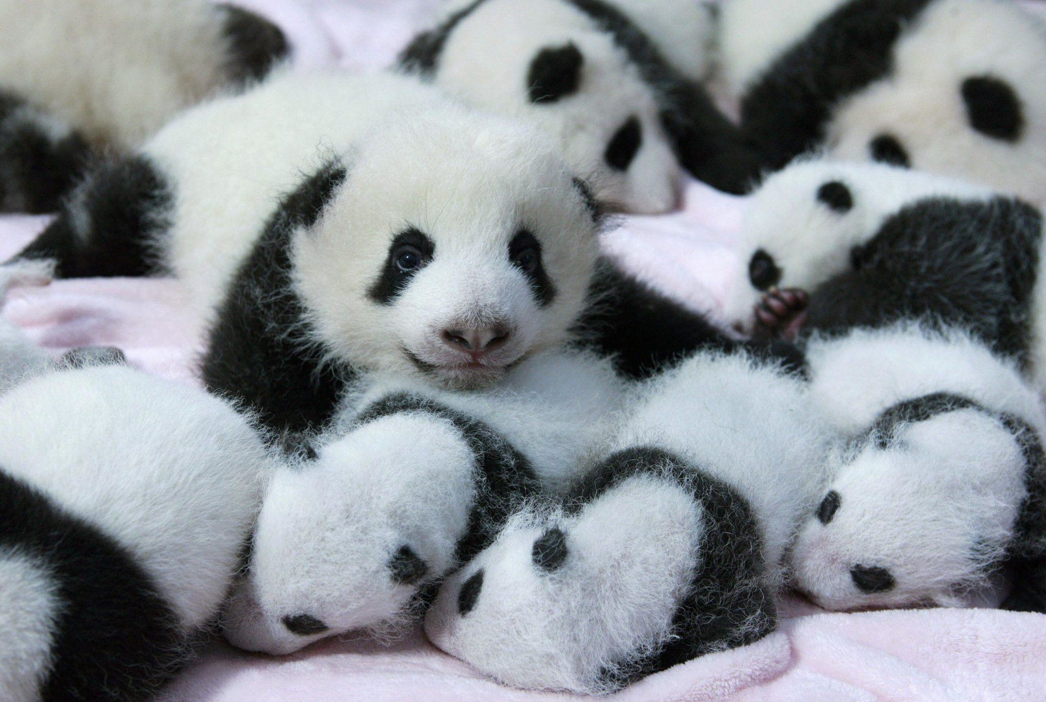 Panda Pandas Baer Bears Baby Cute Iphone Wallpaper #24045 – The HD .