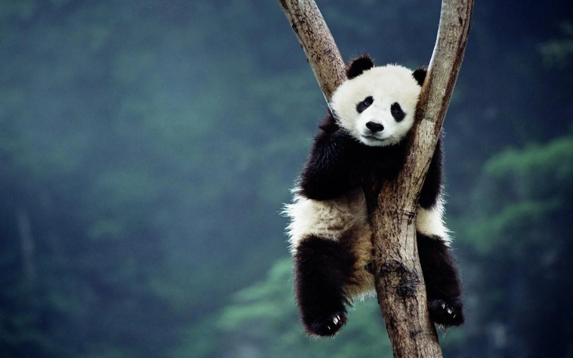 Panda panda bear backgrounds