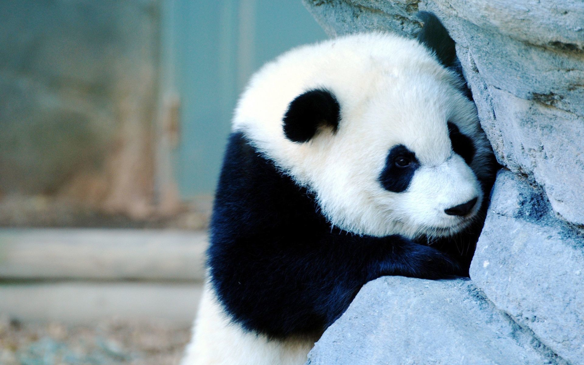 Cute Baby Panda Wallpaper