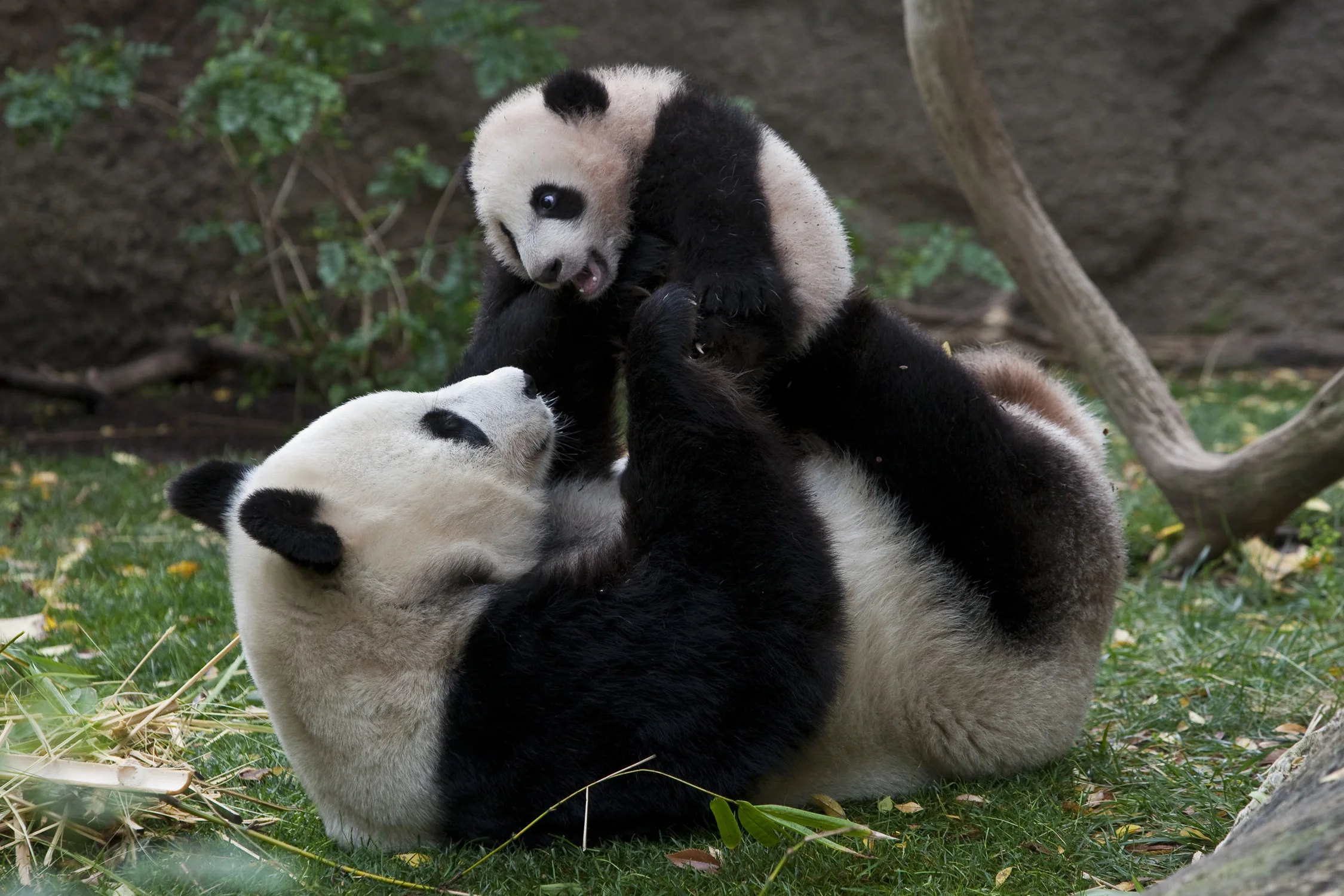 Cute Panda And Mom Wallpaper Wallpaper