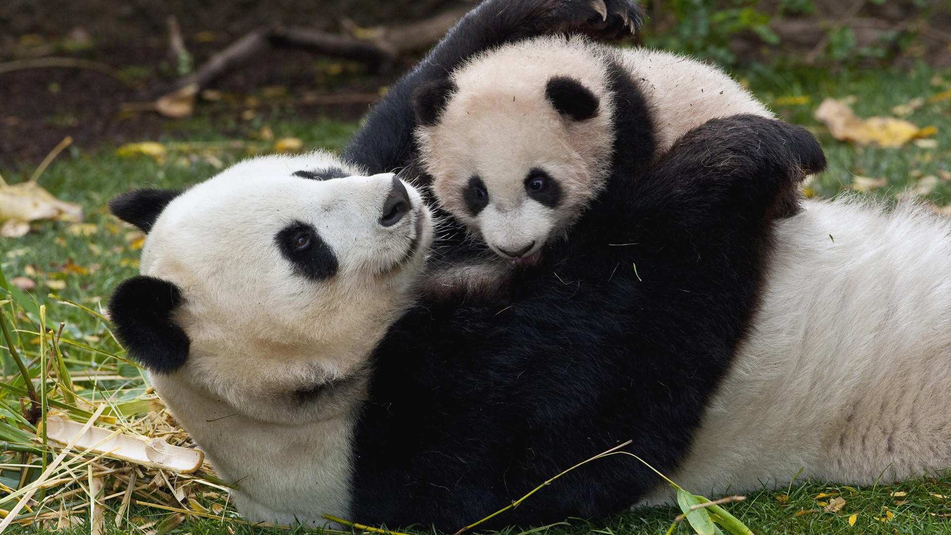 Giant Panda Mother And Cub