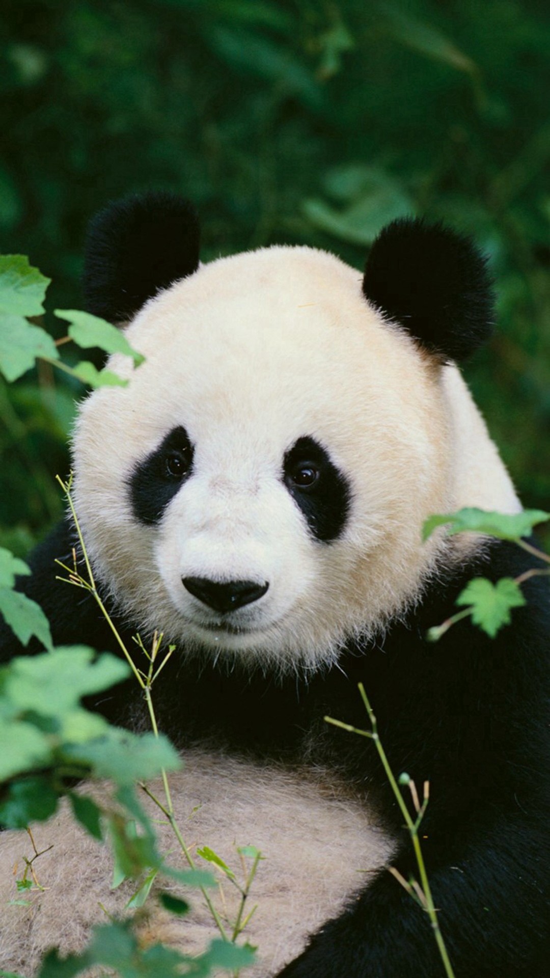 Panda Woods Nature iPhone 6 wallpaper