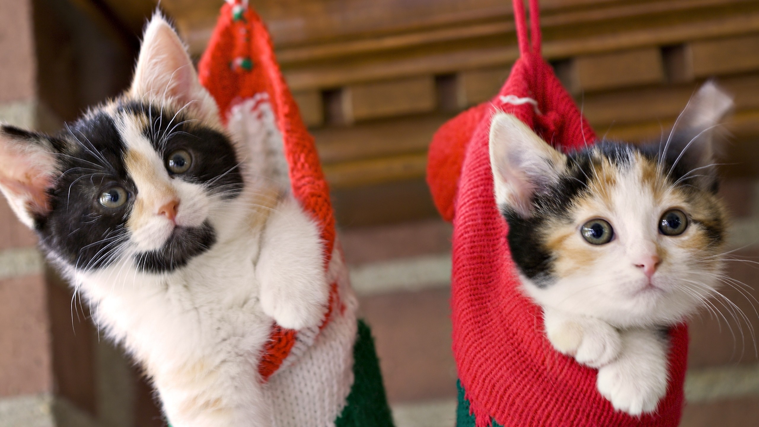 Wallpaper kittens, hang, socks, holiday, christmas, fluffy, couple