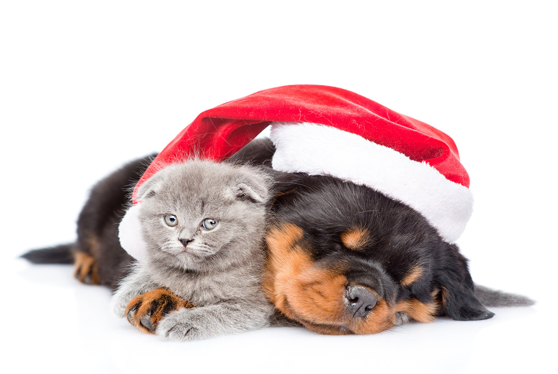 Wallpapers kitty cat Rottweiler Dogs Cats New year Winter hat Animals White background Kittens Christmas