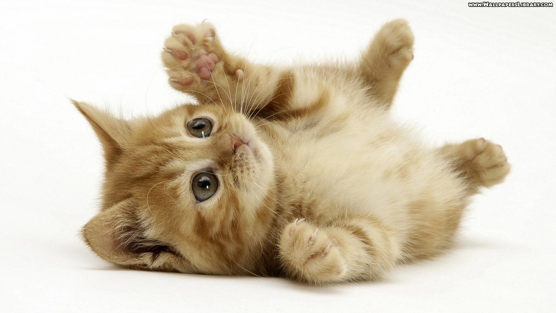 Cute Kitten Wallpaper Android Apps on Google Play