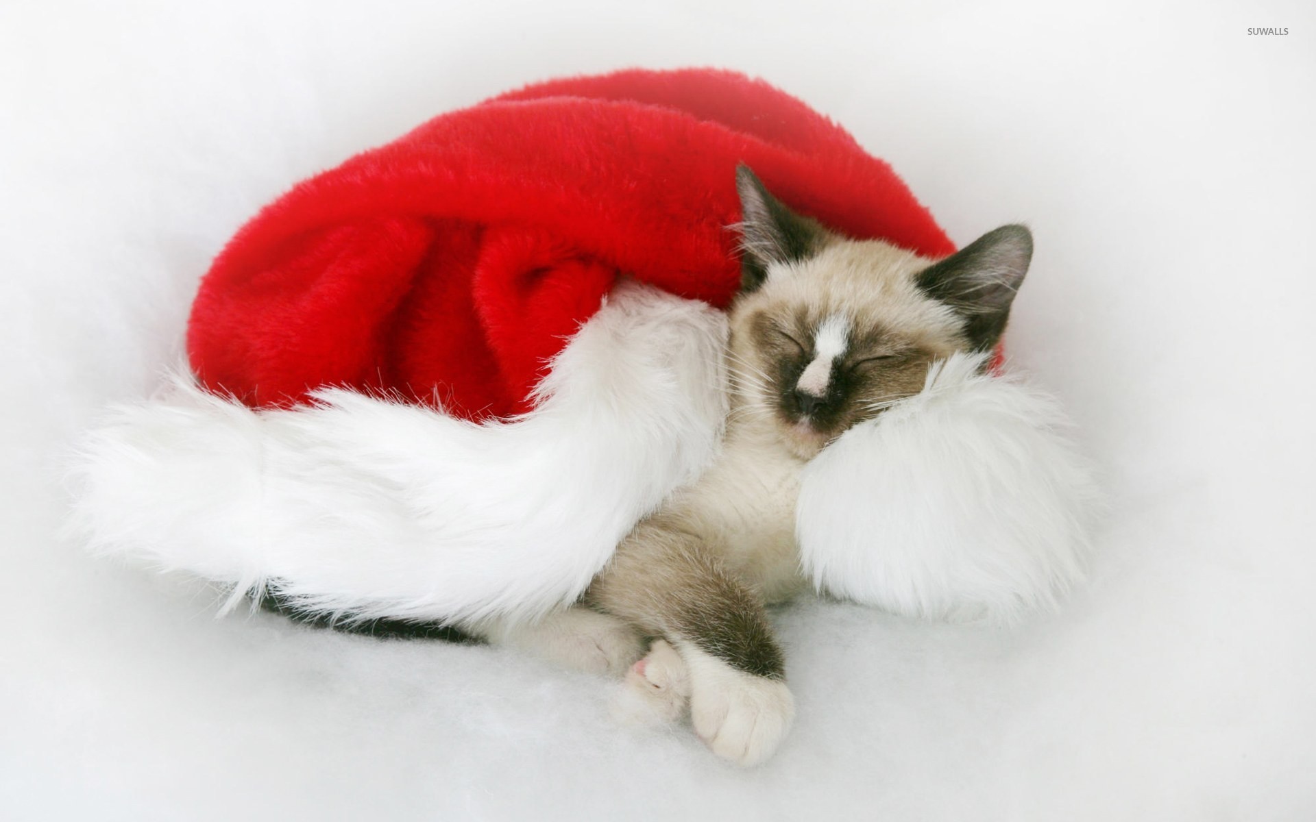 Christmas kitten wallpaper