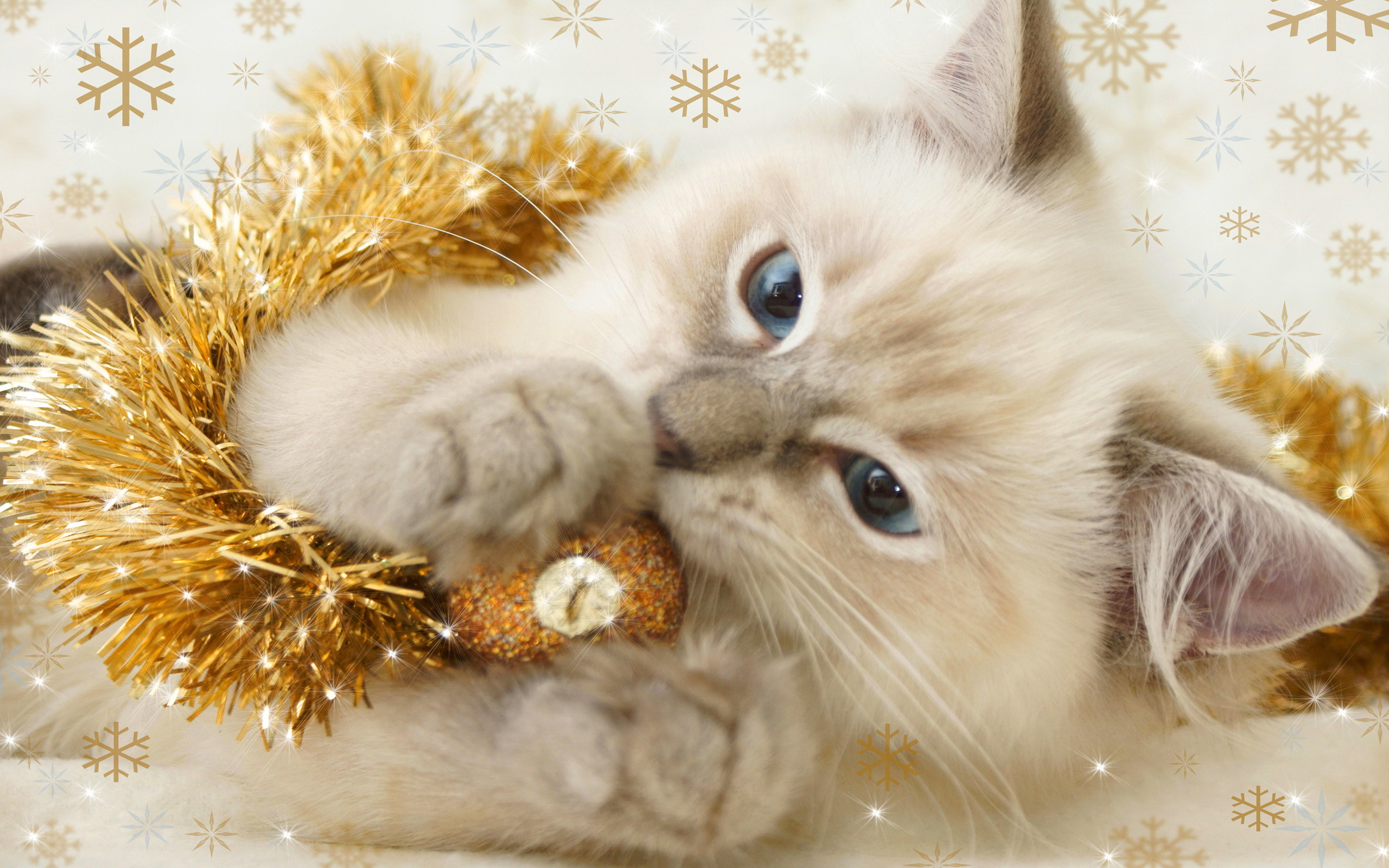 Christmas Kitten. – Cats Wallpaper 36711894 – Fanpop