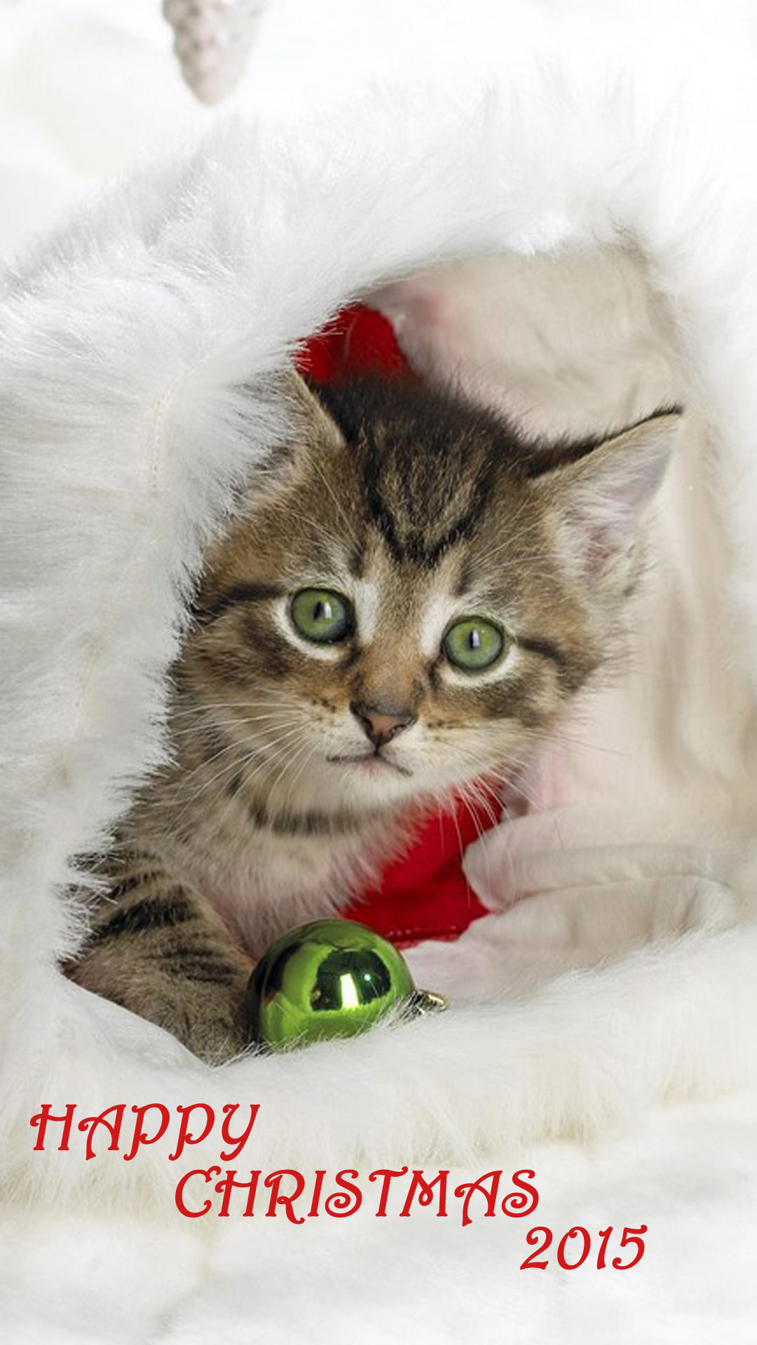 Cute Kitten With Bell