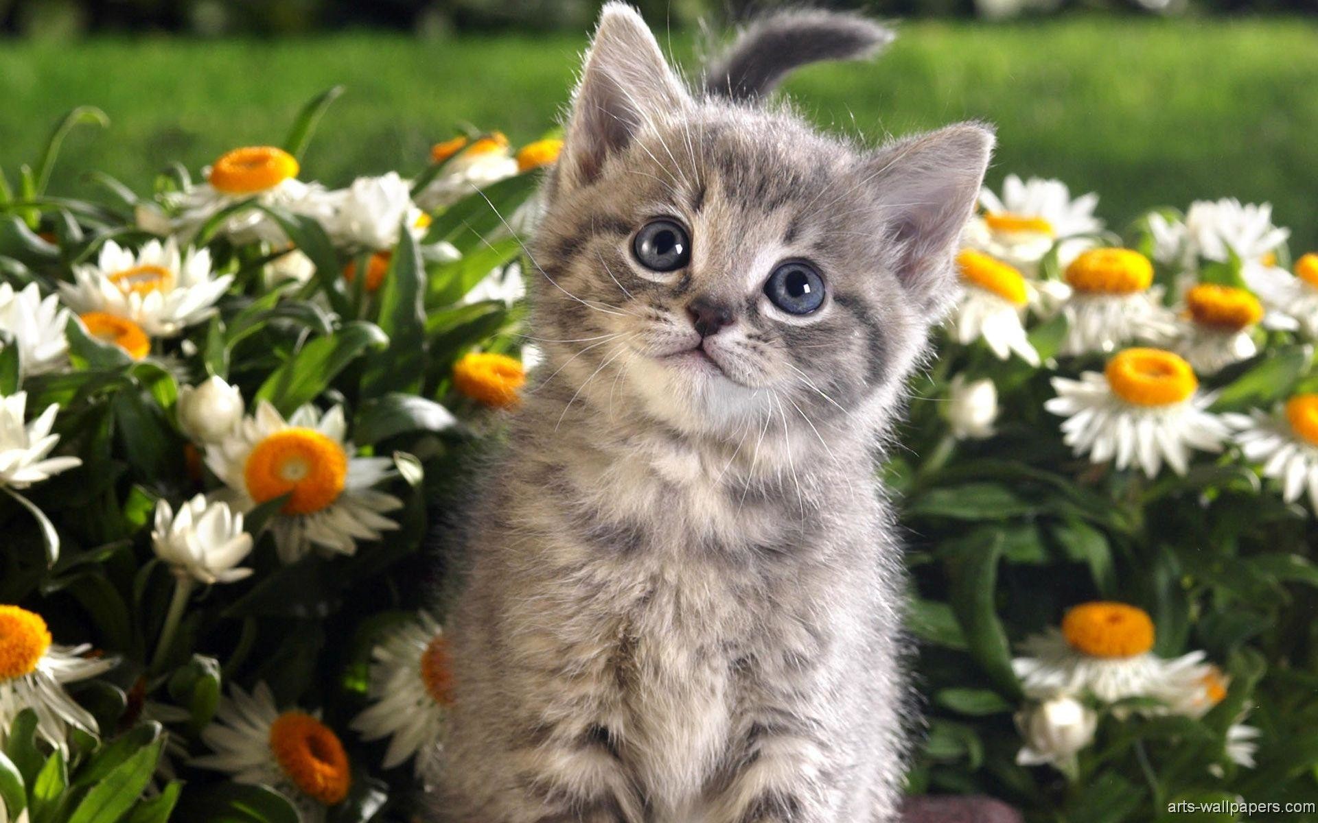 Kitten Wallpapers – HD Wallpapers Inn