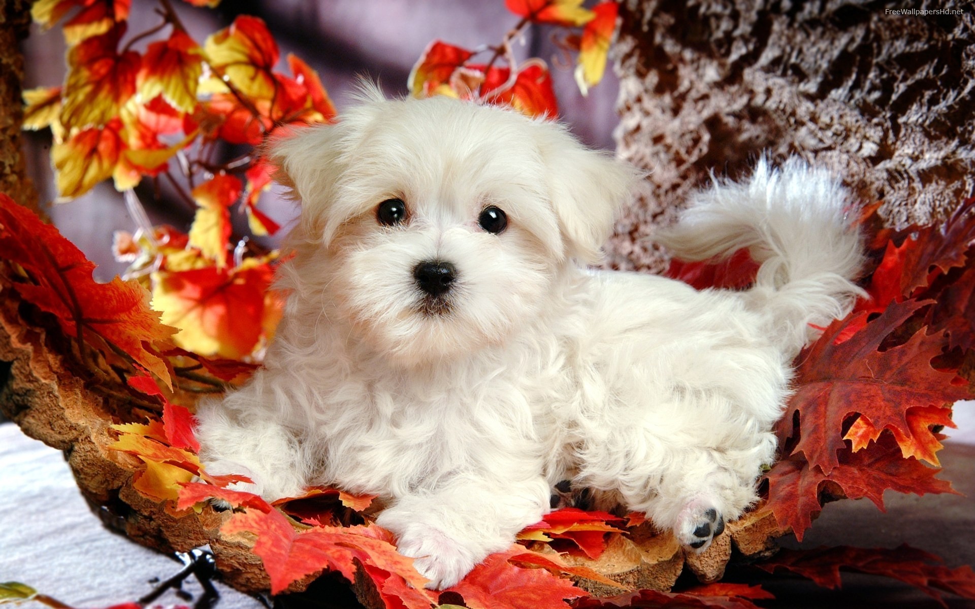 Cute Puppy Wallpaper: Cute White Puppy Hd Wallpaper 1920x1200px