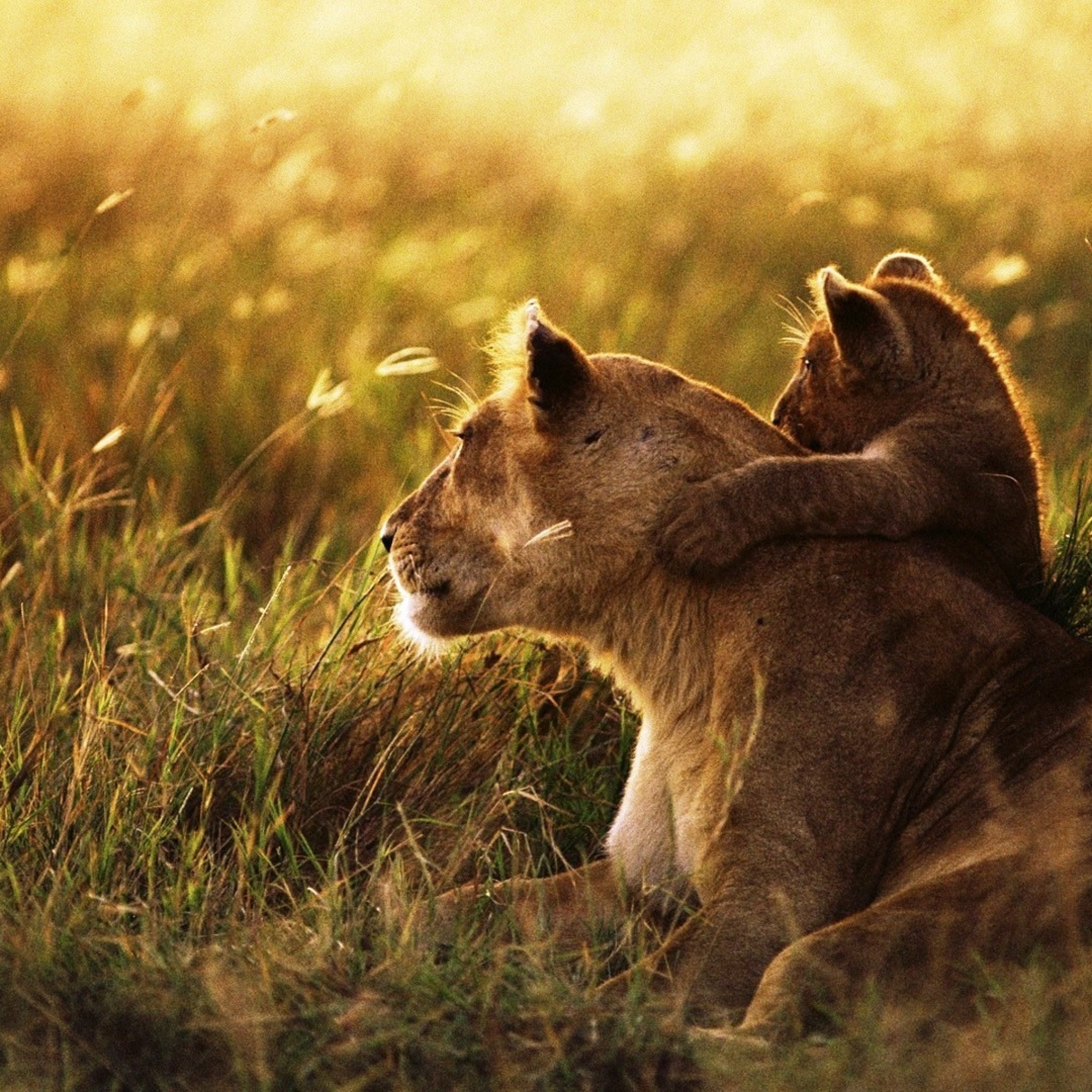 Beautiful Photos Of Lion Cubs You Must Not Miss Utterly Cute Yet ...