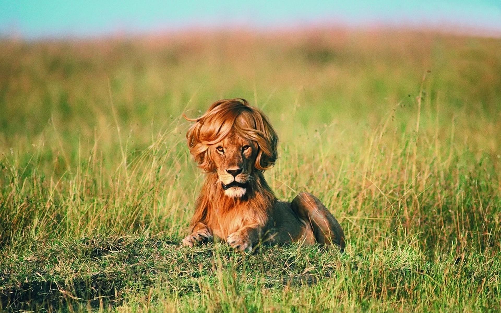 Lion with Wig