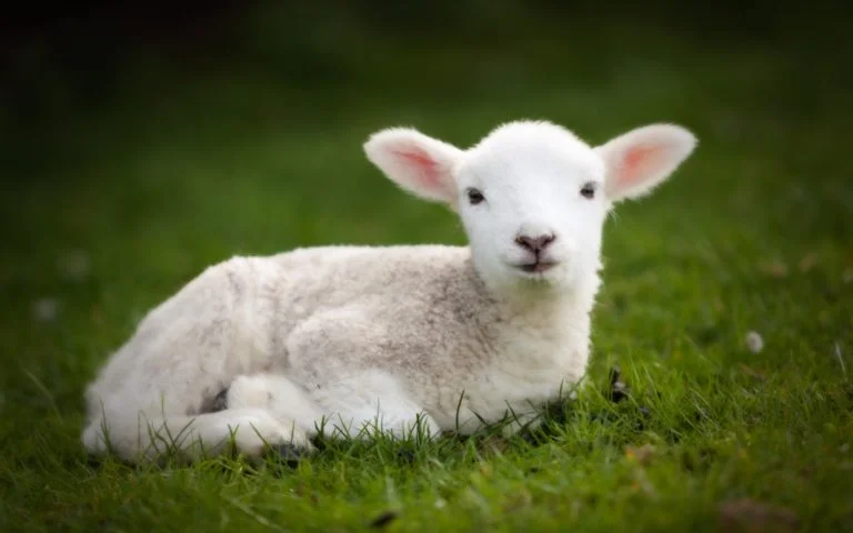 Cute baby sheep wallpapers