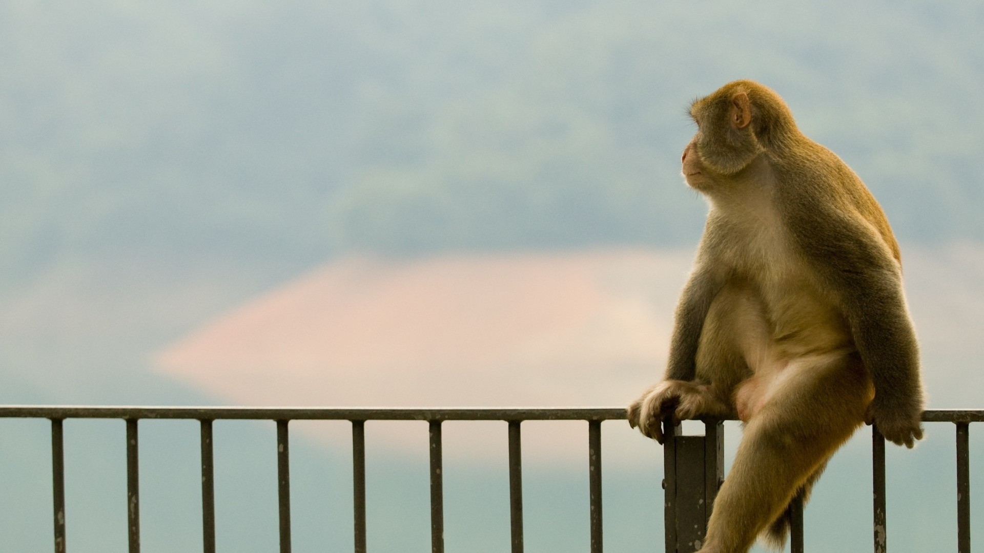 Wallpaper monkey, profile, baby