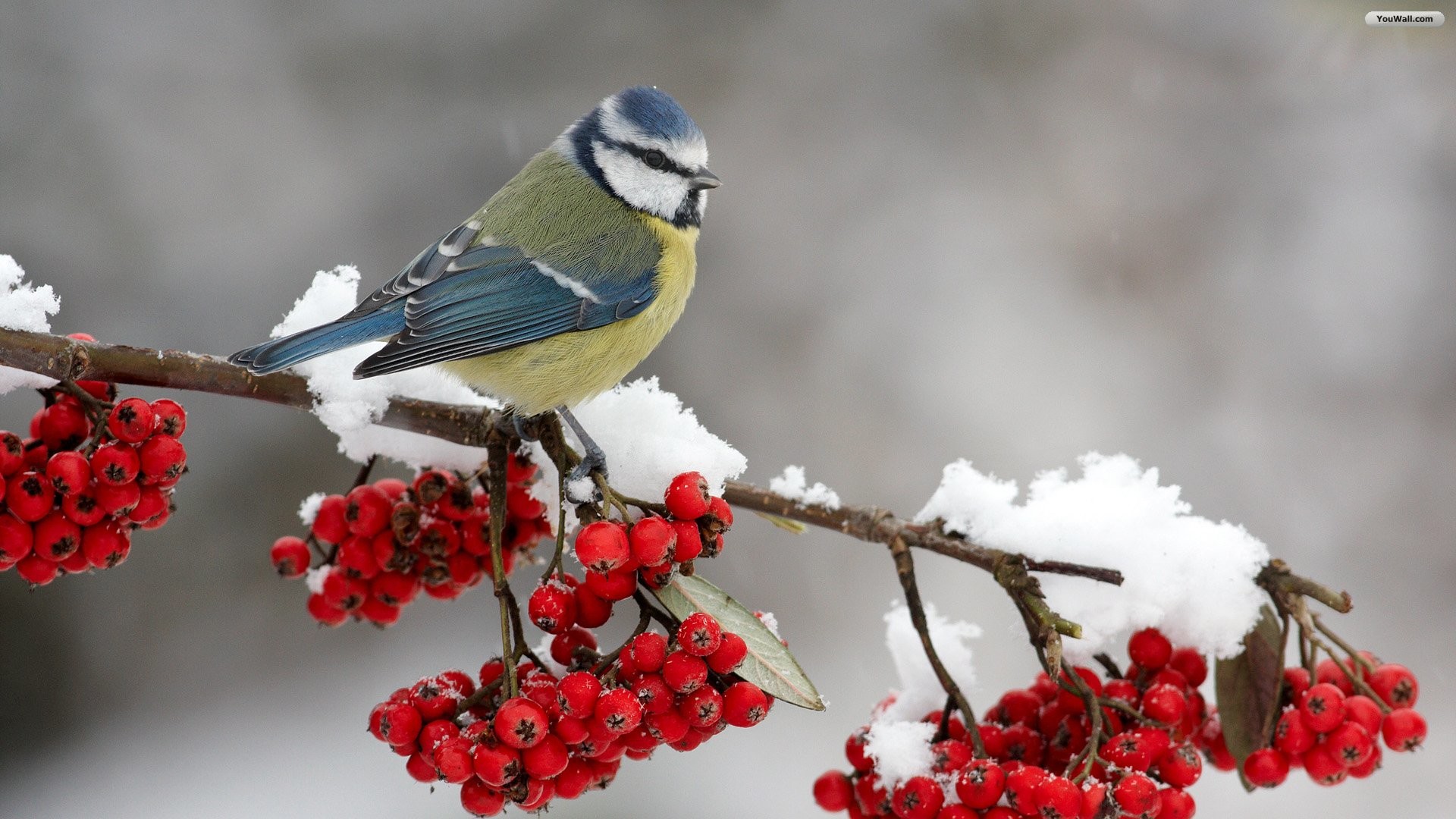 Photos of Winter birds to share on facebook | Ventube.com Birds In Winter  Screensavers