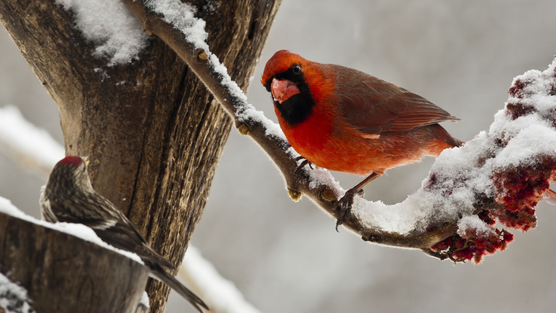 animals, Nature, Birds, Cardinals Wallpapers HD / Desktop and Mobile  Backgrounds